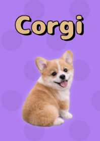 ธีมคอร์กี้ Purple 01