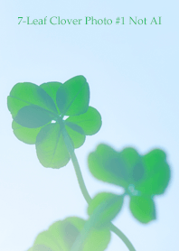 7-Leaf Clover Photo #1-14Not AI