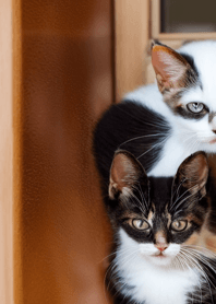 Cats run wild #CHWP210.