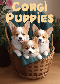 The Welsh Corgi Puppy in the Basket