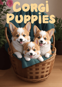 籃子裡的柯基犬小狗狗