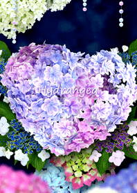 Hydrangea 綺麗な紫陽花