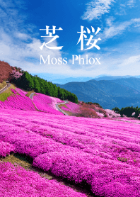 "Moss Phlox vol.2" theme