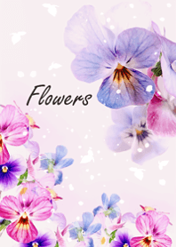 Viola flowers sway lightly10.