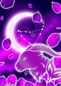 紫色樱花摩羯座