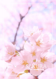 SAKURA 13 / Natural Style