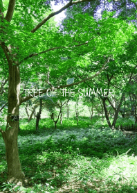 TREE OF THE SUMMER - MEKYM 20