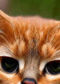 Nyanko Great Runaway#BOUBD020.