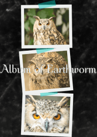 Album of Horned owl