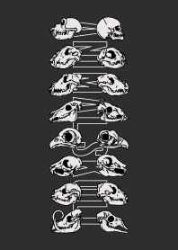 animal line skull