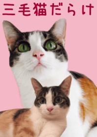 A lot of tortoiseshell cat