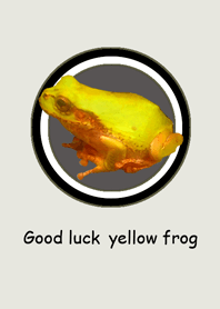 Yellow frog that brings good luck