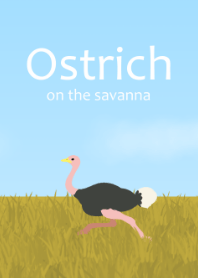 Ostrich on the savanna'