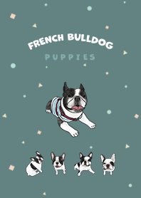French Bulldog pied / cadet blue