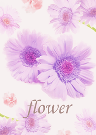 Gerbera wrapped in gentle happiness10.