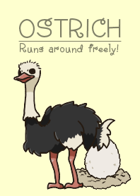 Ostrich run!