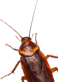 Big cockroach