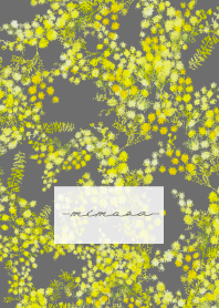 Spring color flowers -mimosa gray-