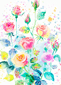 Beautiful rose flower(R4025)