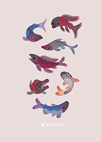 Salmon and salmon roe