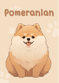 Pomeranian - Dog