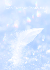 Swan Feather Photo #4-3Not AI