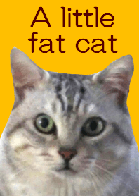 A little fat cat,Moon