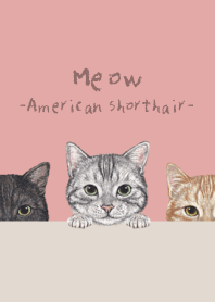 American Shorthair - PINK LEMONADE