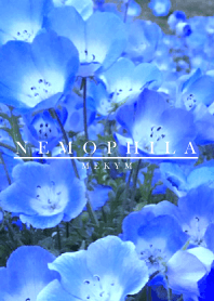 NEMOPHILA -MEKYM-
