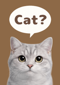 British Shorthair Simples 3 Brown 03