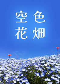 .-*sky color Flower nemophila*-.