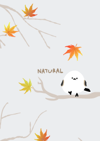 Long-tailed Tit maple3 from Japan