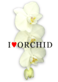 I♥ORCHID