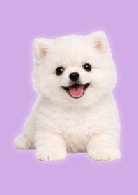 White Pomeranian Plush Purple 02