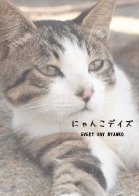 cats days from JAPAN
