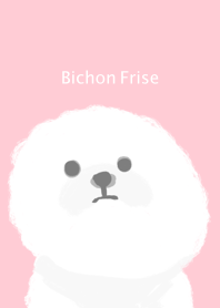 Bichon Frise dog