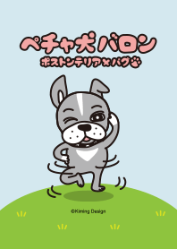 House dog"Baron" Boston terrier pug