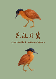 呆萌可愛的黑冠麻鷺(霧灰綠)