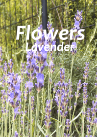 Flowers  ; Herb ; Lavender
