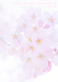 CherryBlossoms Photo#2-25Not AI