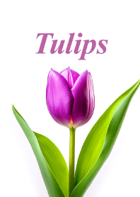 Tulips vol.28