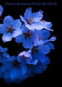 Cherry Blossoms Photo #6-1 NotAI