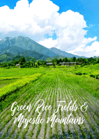 Green Rice Fields & Majestic Mountains