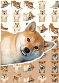 柴犬真人表演 米黃色
