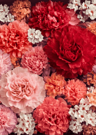 母親節康乃馨_紅・典雅獻禮_粉色_日本