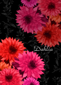 Dahlia -Warm color-