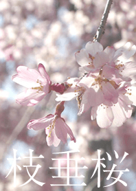 weeping cherry tree