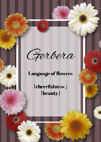 Gerbera Language of flowers