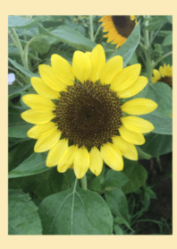 Sun Flower !