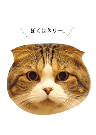 I'm cat!2